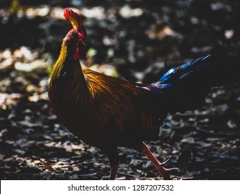 73 Sri Lankan Jungle Fowl Images, Stock Photos & Vectors | Shutterstock