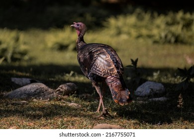 jungle fowl sunbathing in the forest