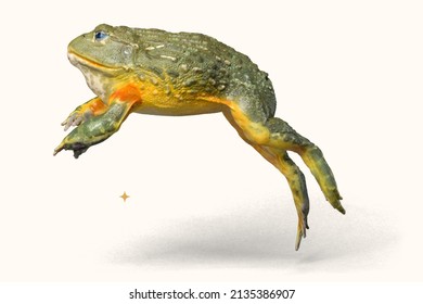 Jungle Frog Jumping In Pond.