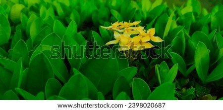 Jungle geranium flowers with fresh green leaves, beautiful yellow flowers for the background.  Decorative jungle geranium flowers
