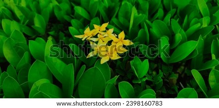 Jungle geranium flowers with fresh green leaves, beautiful yellow flowers for the background.  Decorative jungle geranium flowers