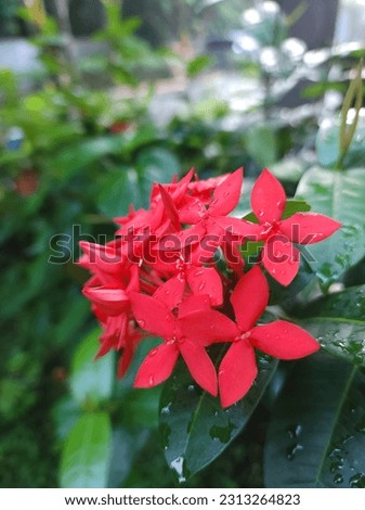 jungle geranium is an ornamental plant that has a thick stem with many branches.