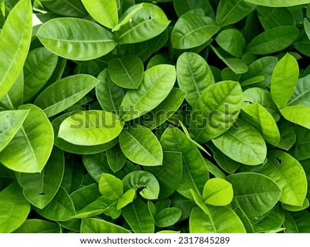 Jungle geranium plant green leaves texture background 