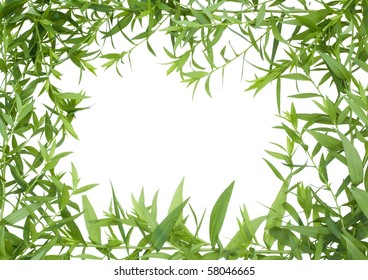 Jungle From Green Plants  Concept. Isolated On White.
