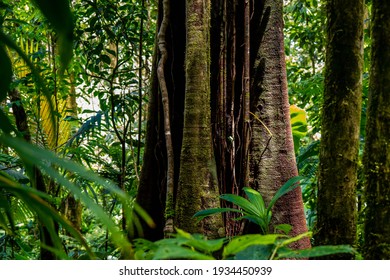 Jungle Forest High Res Stock Images Shutterstock