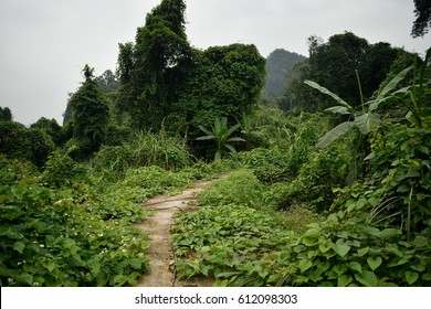 Jungle Hike Road