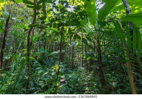 Jungle Hiking Trail Taman Tugu Tugu Stock Photo 1367868845 | Shutterstock