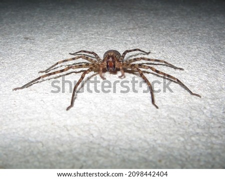 Similar – Image, Stock Photo Close-up of a spider