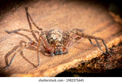 12,190 Huntsman Images, Stock Photos & Vectors | Shutterstock