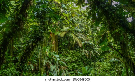The Jungle at the island of Saba in the Dutch Caribbean - Shutterstock ID 1060849805