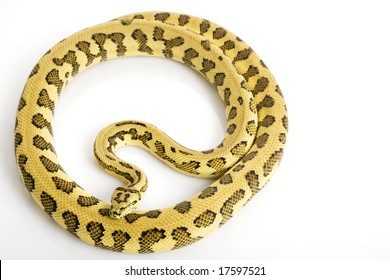 1000 Jungle Carpet Python Stock Images Photos Vectors