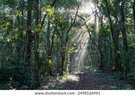The Jungle of Java, Indonesia