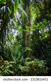 Jungle landscape in the sacred Monkey Forest, Ubud, Bali, Indonesia - Shutterstock ID 1313815451