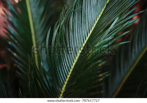 Jungle Leaf Background Wallpaper Stock Photo 787617727 | Shutterstock