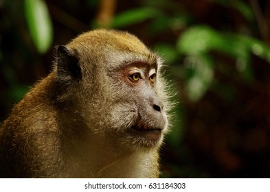 Jungle Macaque