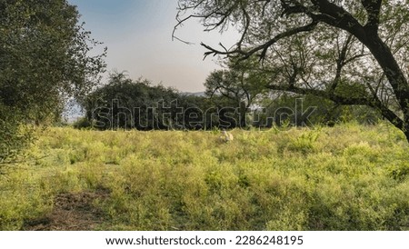 In the jungle, in a meadow among lush green grass, there is an Indian deer sambar - Rusa unicolor with a cub. Green trees all around. Blue sky. India. Sariska National Park