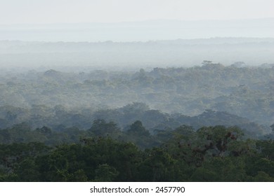 Jungle Mist In Guatemala - Tikal