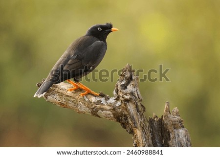 Jungle myna - Acridotheres fuscus is bird, member of starling family, distributed in mainland of the Indian Subcontinent, tuft of feathers on its forehead, closely related Javan and Pale-bellied myna.