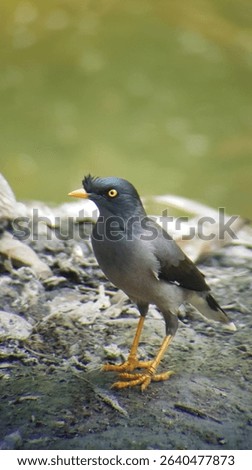 Jungle Myna (Acridotheres fuscus)also known as the Javan Myna. It is a grey-brown bird with a black head, a tuft of feathers forming a small crest on its forehead, and yellow-orange bill and legs