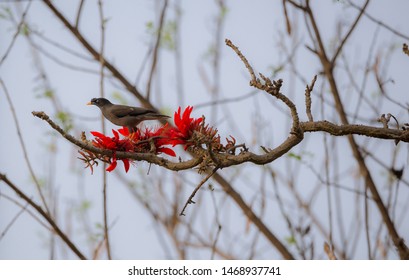 Jungle Myna Bird On Red Flower