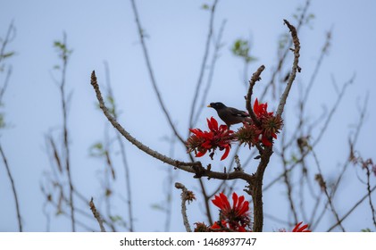 Jungle Myna Bird On Red Flower