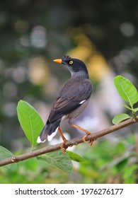 Jungle Myna, A Common Bird Of India