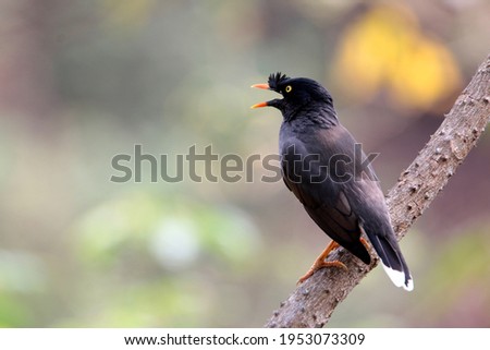 Jungle Myna  is found patchily distributed across much of the mainland of the Indian Subcontinent but absent in the arid zones of India. 