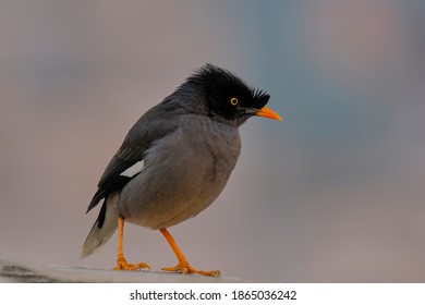 Jungle Myna Isolated On Sky