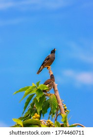 Jungle Myna On Top Of The Tree