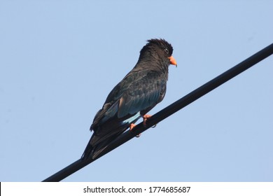 Jungle Myna Seating On The Wire Cable