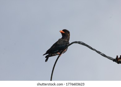 Jungle Myna Seating On The Wire Cable