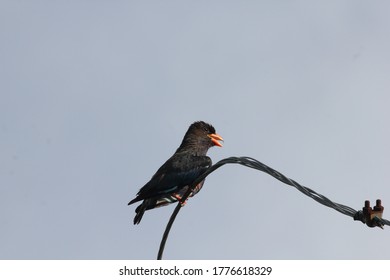 Jungle Myna Seating On The Wire Cable