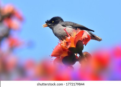 Jungle Myna At Tree Branch.