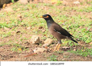 Jungle Myna Wild Bird Nature