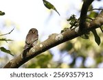 Jungle Owlet in a tree branch in Chitwan National Park of Nepal.