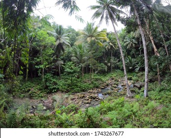Jungle Palm tree forest, green natural background summer travel tropical tourism in Asia - Shutterstock ID 1743267677