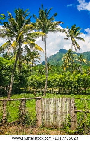 Image, Stock Photo jungles Virgin forest