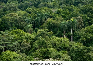 Jungle In Panama
