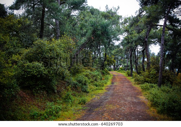  Jungle\
path