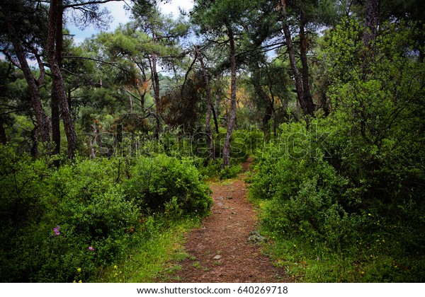  Jungle\
path