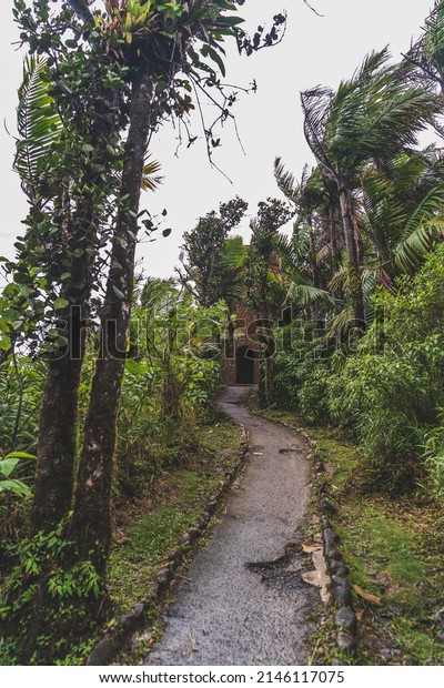 Jungle path leading to Mt.\
Britton lookout tower in El Yunque Rainforest. Built of stone, the\
tower was built by the Civilian Conservation Corps in 1937-38,\
vertical