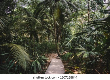 Jungle path through the Tayrona Natural National Park on the northern coast of Colombia