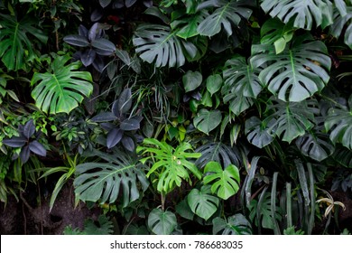 Jungle Plant Wall