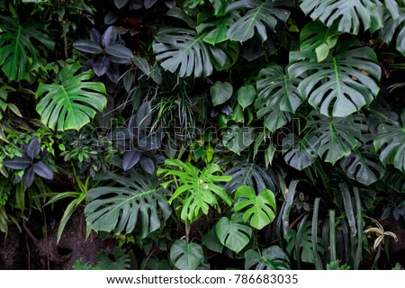 Jungle plant wall
