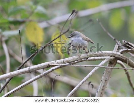 The jungle prinia (Prinia sylvatica) is a small passerine bird, a warbler in the family Cisticolidae. This photo was taken in Jim Corbett National Park, India.