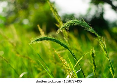 jungle rice, birds rice Weeds in rice fields in Southeast Asia Myanmar, Cambodia, Thailand, Malaysia, Vietnam, Philippines, Laos
