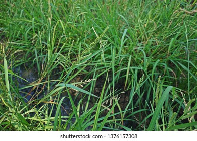 Jungle Ricegrass Weeds Rice Many Field Stock Photo 1376157308 ...