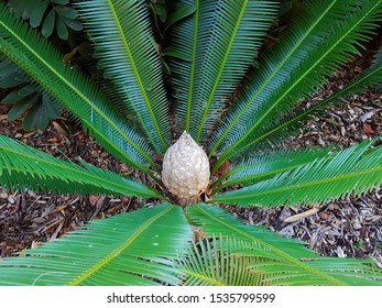 Jungle Short Palm Tree Growing On Ground, As Exotic Plants Concept Background.