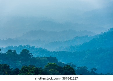 The Jungle Step With Light Like A Watercolor. Sky In Little Warm By Sunset.