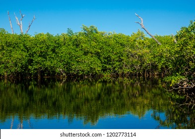 Jungle Tour On A Speed Boat On Cancun´s Mangroves